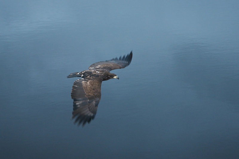 UASveCFF_DAYANMA_GUCU_RESILIENCE